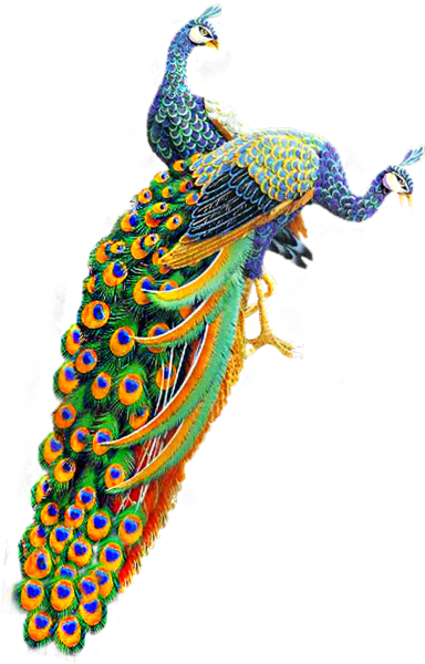 Павлины на белом фоне