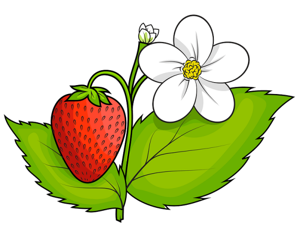 Куст клубники вектор