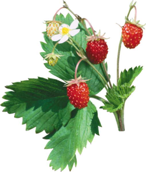 Куст земляники