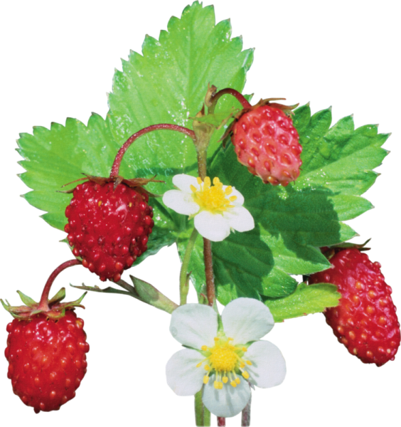 Ягоды земляники на кустах