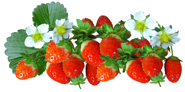 Цветы клубники