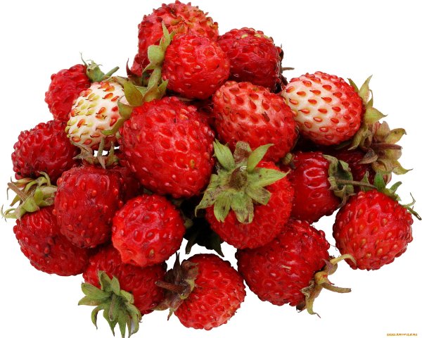 Земляника Лесная на белом фоне