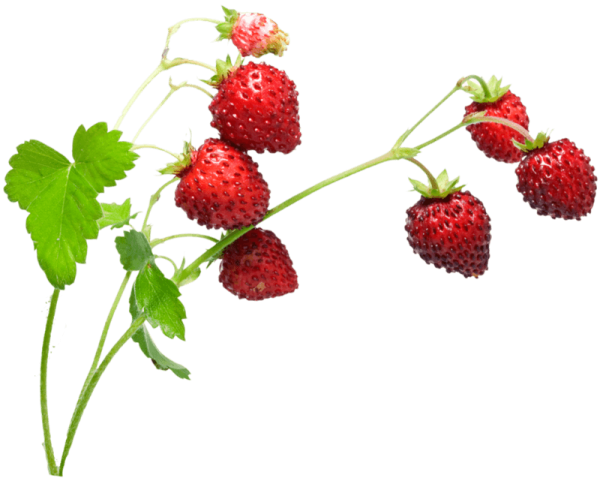 Веточка земляники