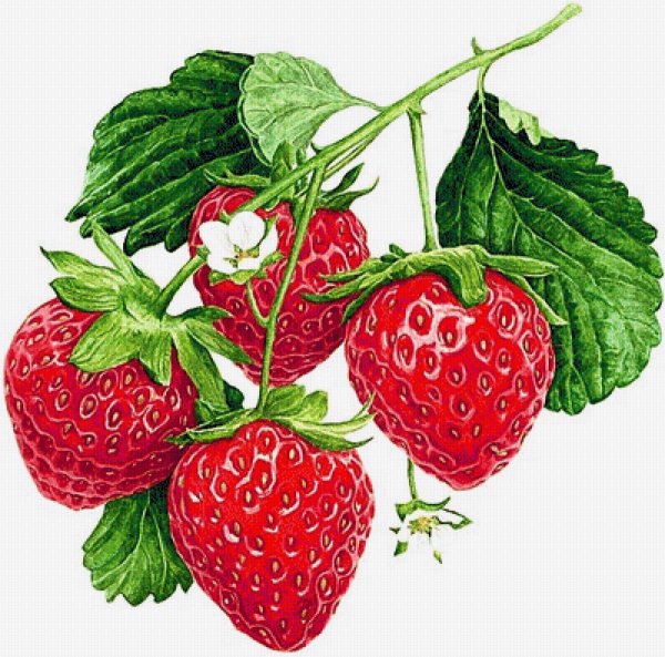 Клубника на веточке