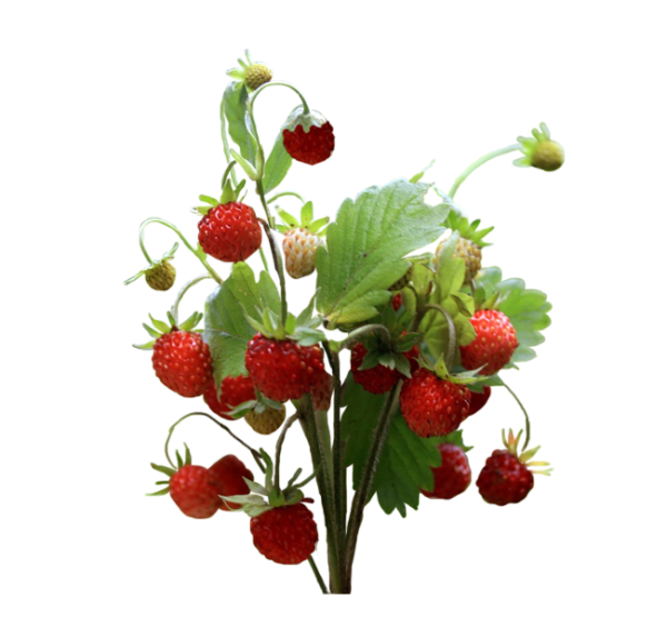 Земляника на прозрачном фоне