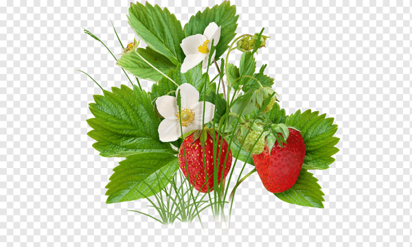 Куст земляники на белом фоне