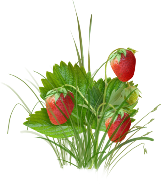 Куст клубники