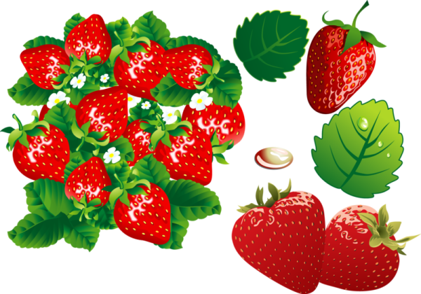 Земляника рисунок