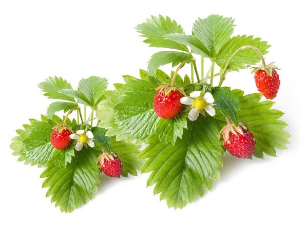 Куст земляники на белом фоне