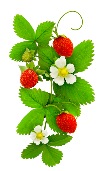 Земляника на белом фоне