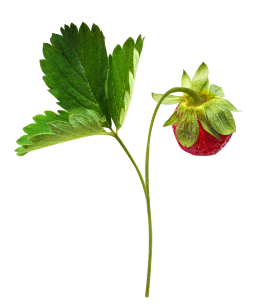 Листья клубники