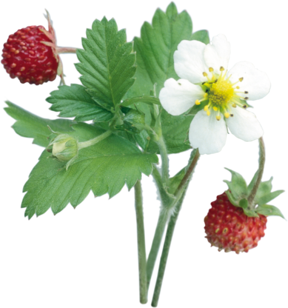 Земляника на белом фоне