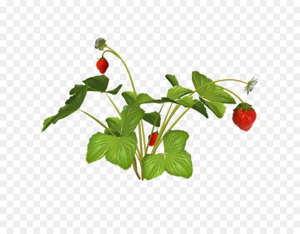 Земляника куст вектор