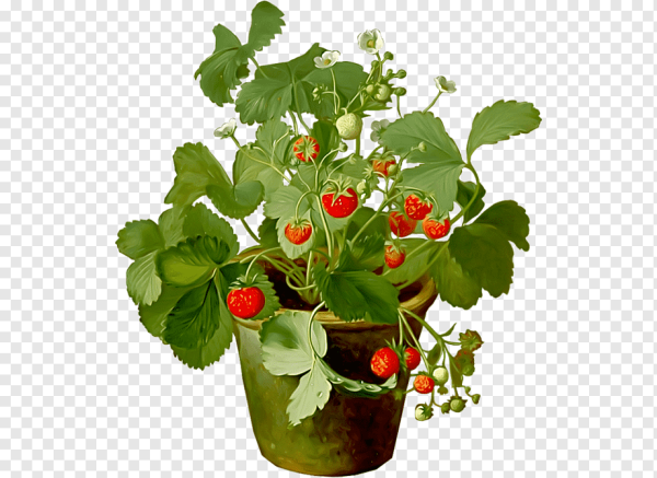 Куст земляники на белом фоне