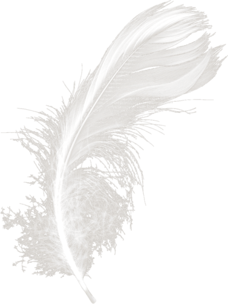 Белое перо на прозрачном фоне