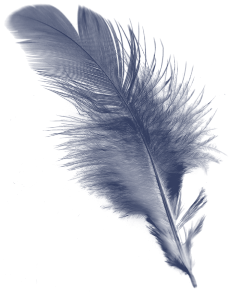 Серые перья