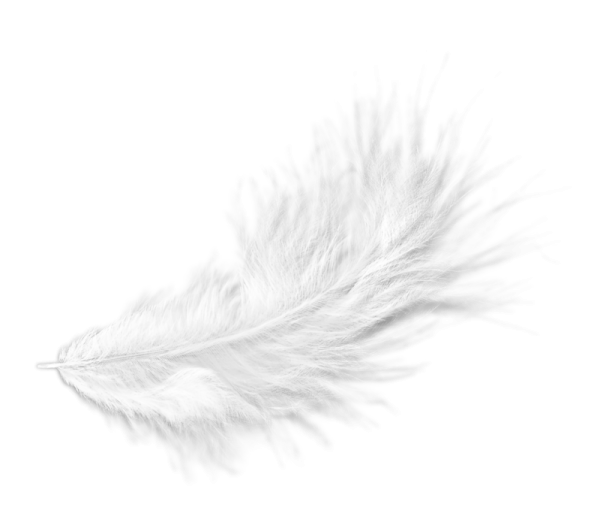 Перышко на белом фоне
