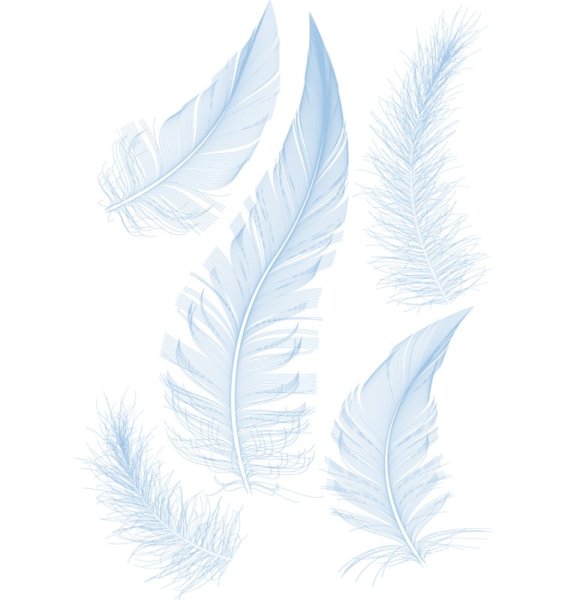 Перо на прозрачном фоне