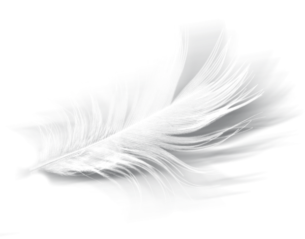 Перышко на белом фоне