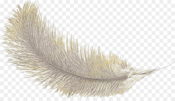 Перья для фотошопа