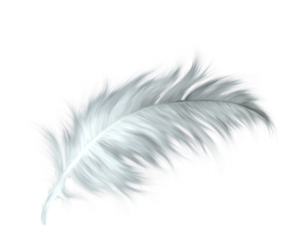 Перо на белом фоне