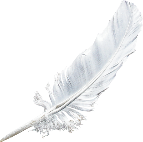 Перо на белом фоне