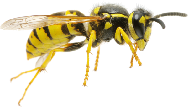 Пчела вид сбоку