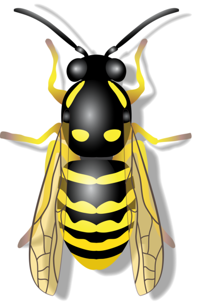 Оса на белом фоне