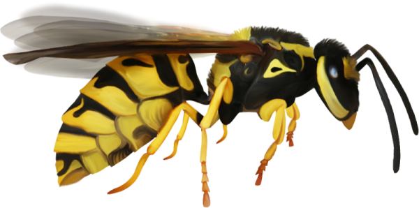 Оса на прозрачном фоне