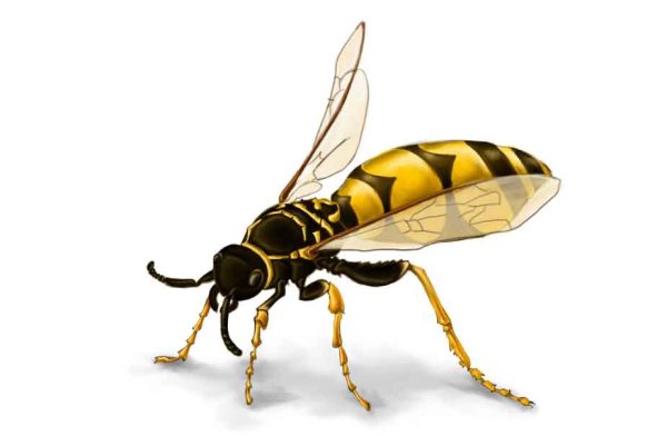 Оса для детей на прозрачном фоне