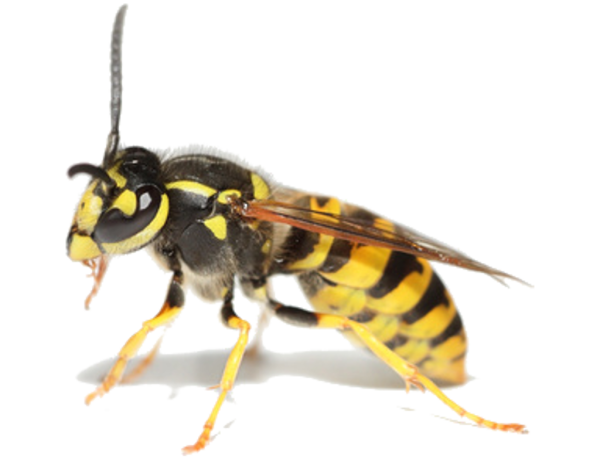Оса на белом фоне