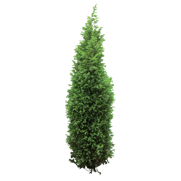 Туя колоновидная Западная Смарагд