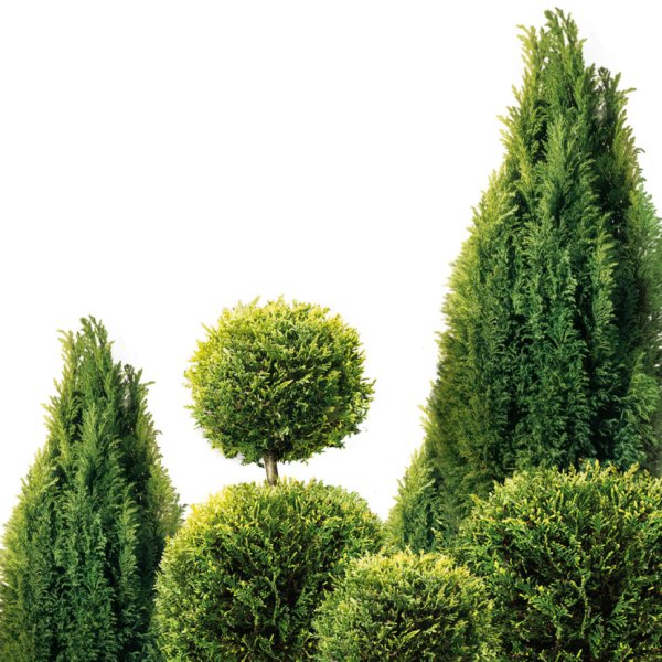 Туя Западная Брабант на белом фоне