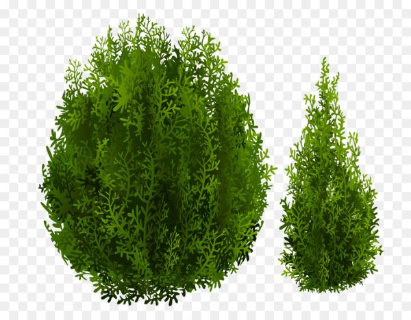 Туя шаровидная вектор