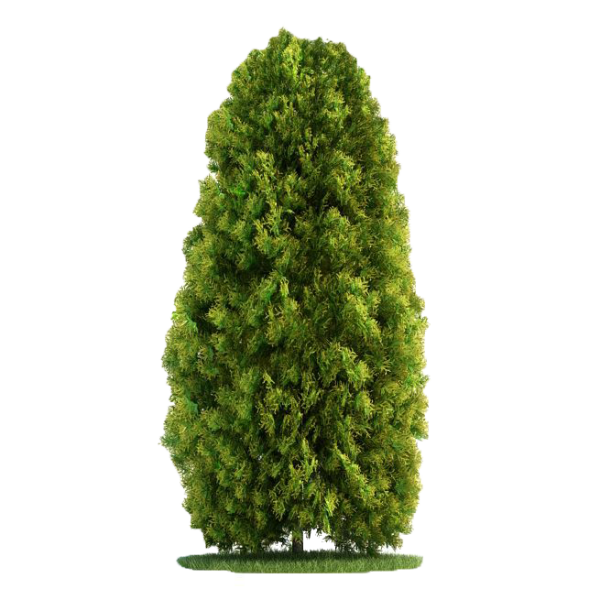 Туя Смарагд