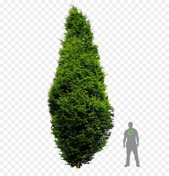 Туя Эльвангера