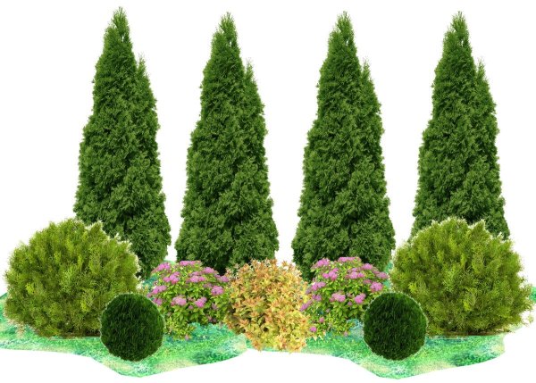 Туя Смарагд