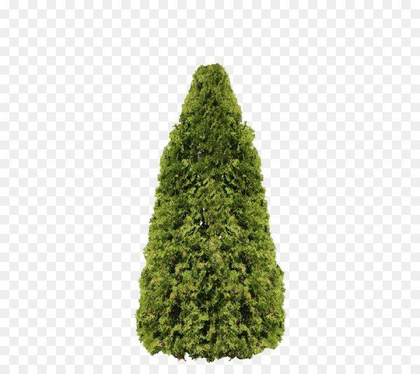 Туя и пихта