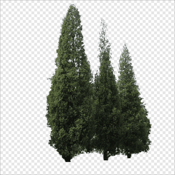 Кипарис на прозрачном фоне