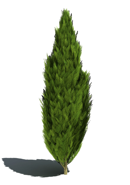 Ель Кипарис