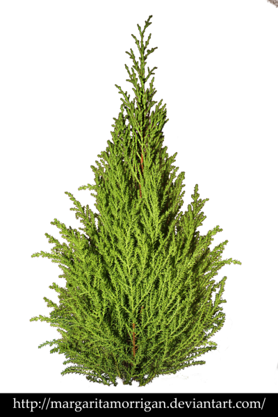 Туя Западная Брабант на белом фоне