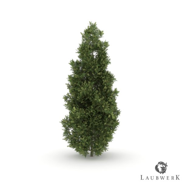 Туя Западная Брабант на белом фоне