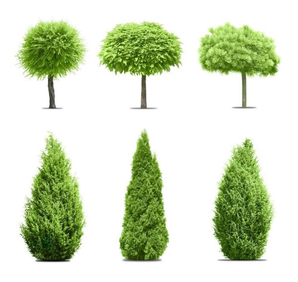 Дерево - куст Кипарис