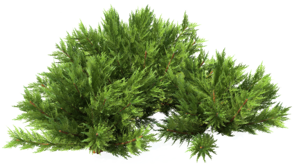 Можжевельник Сибирский