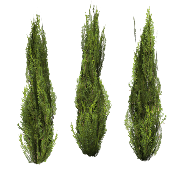 Можжевельник Скайрокет