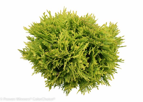 Туя Западная Анна Мэджик бол