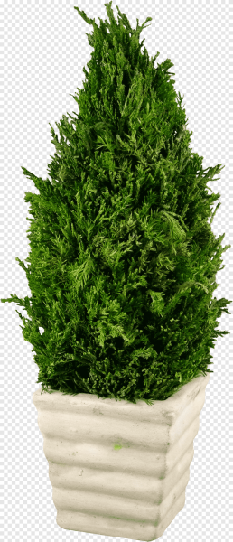 Туя в кашпо