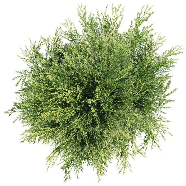 Можжевельник казацкий на белом фоне