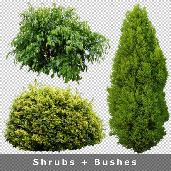 Можжевельники куст для фотошопа