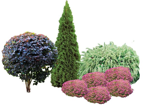 Туя спирея туя